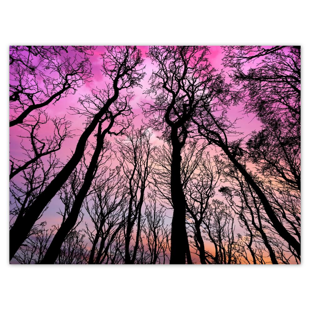

Plakat 40x30 Las Drzewa Widok z dołu