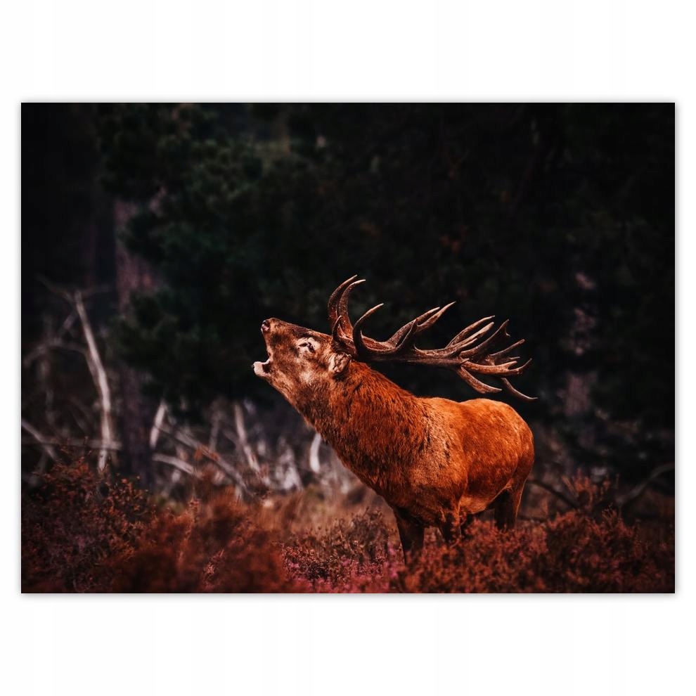 

Plakat 40x30 Jeleń na rykowisku Las