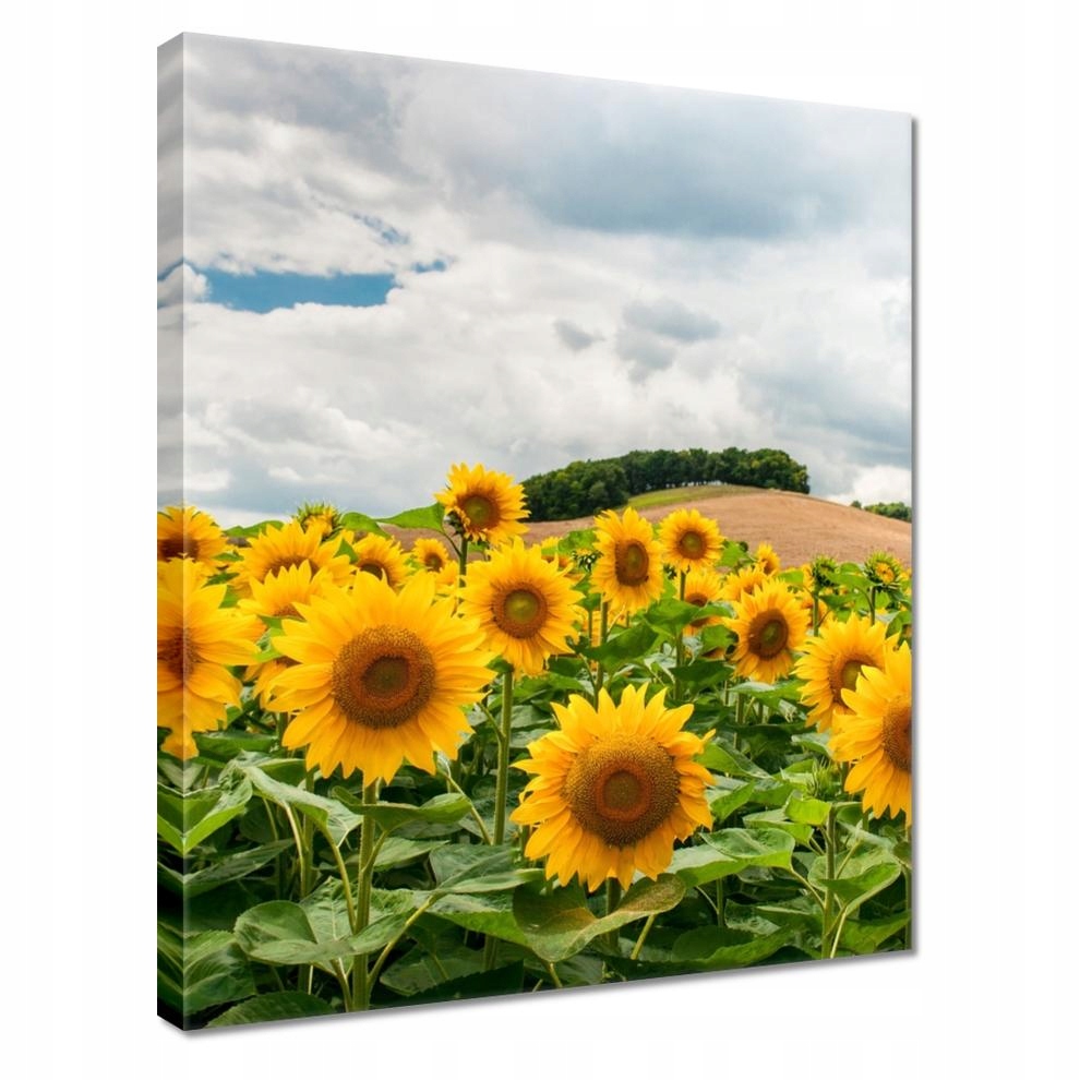 

Obrazy 40x50 Pejzaż ze Słonecznikami