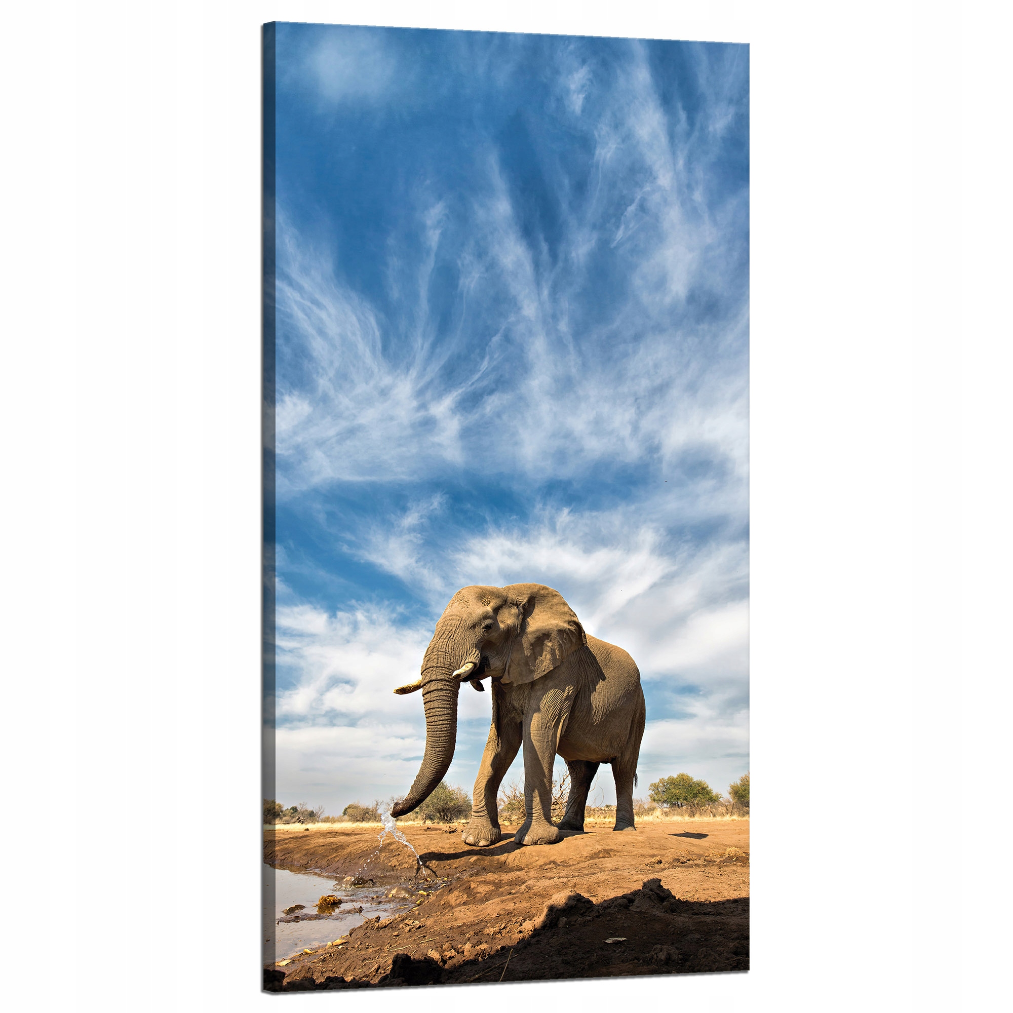 Obraz na plátně Velký slon na savaně Písek 60x120 cm
