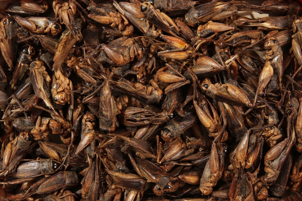 Levně Sušené Cvrčky Krmivo Glopex 5 Kg Crickets