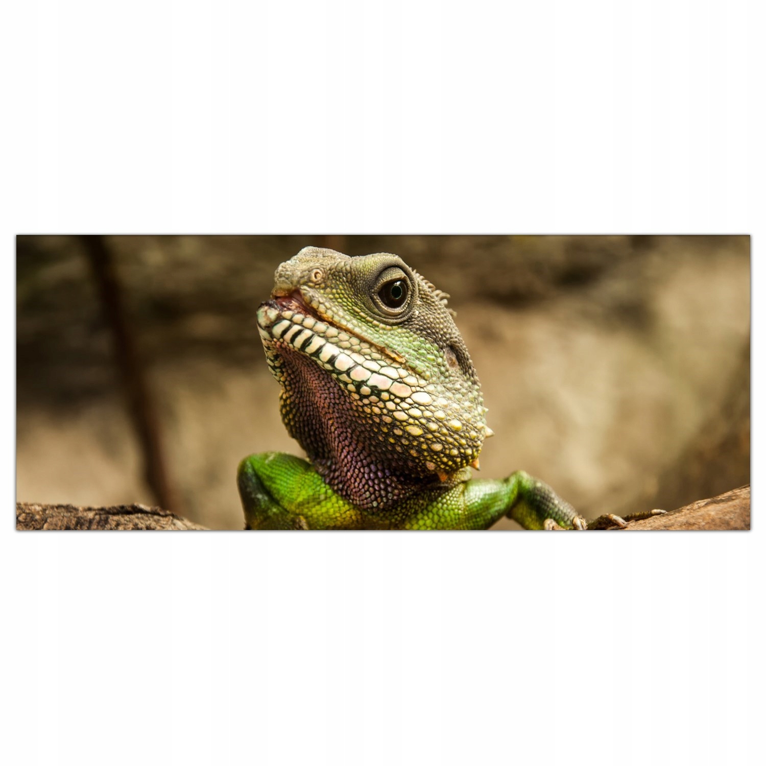 Ještěrka Tropiki 125x50 Sklo lacobel do kuchyně