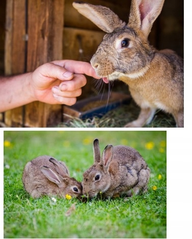 Karma Pasza dla królików zdrowy chów Lappina 25kg Marka Nutrena