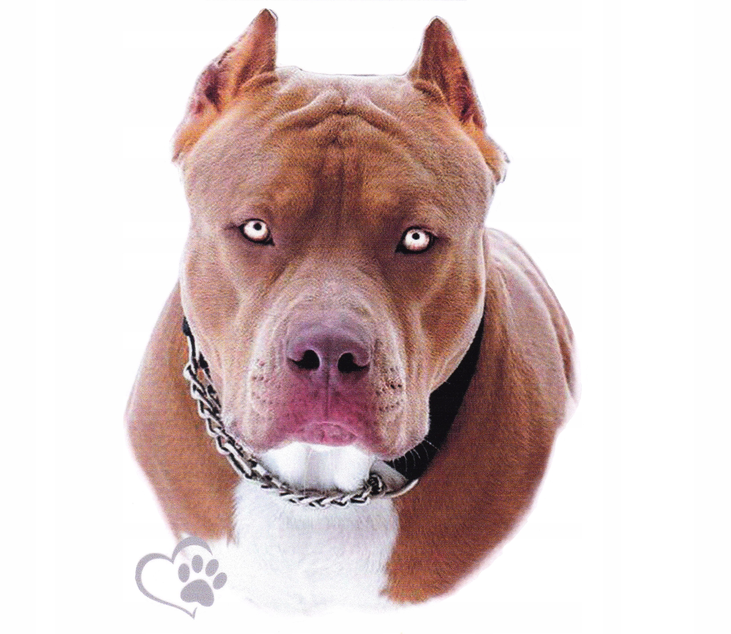 

Naklejka Pies Rasowy Pitbull Pit Bull Terrier Uv