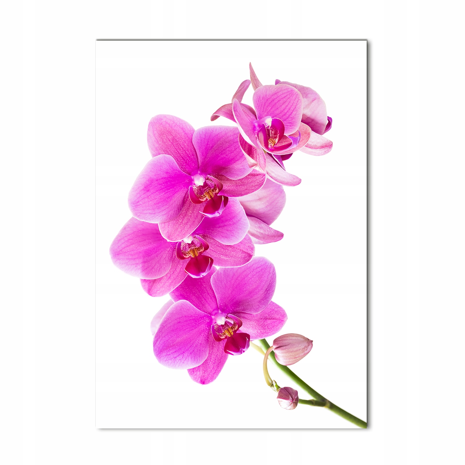 

Foto obraz szkło akrylowe Różowa orchidea 70x100cm