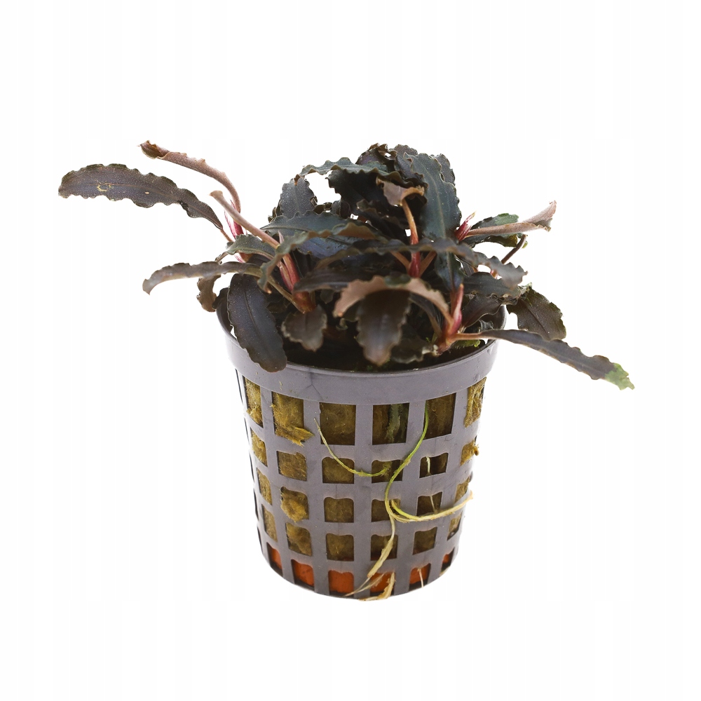 MASTA Bucephalandra Kedagang roślina do akwarium
