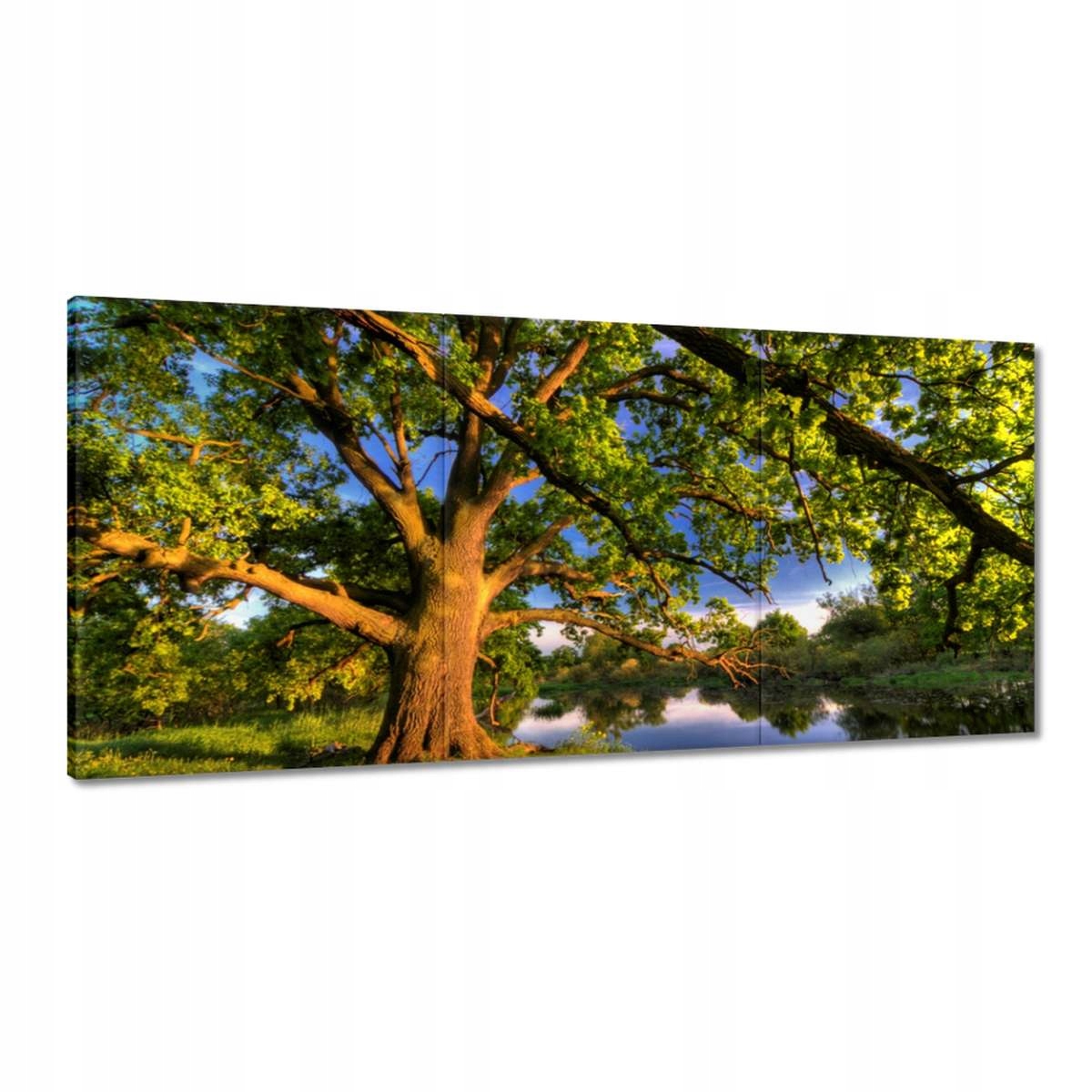 Obrazy 210x100 Dub v Rogaline Západ