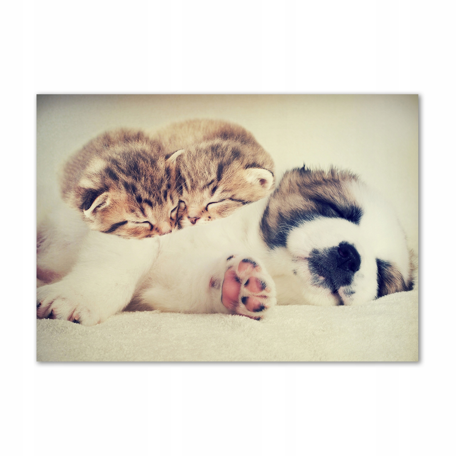 

Obraz zdjęcie szkło akryl Dwa koty i pies 100x70cm