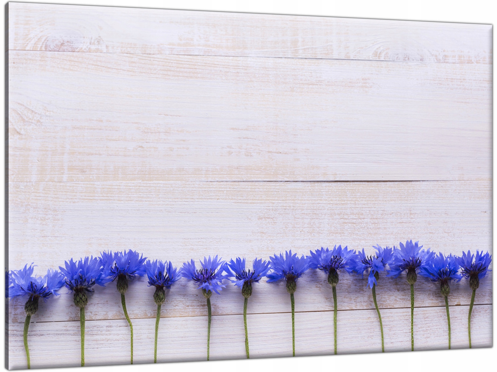 

Obraz Kwiaty Chabry 120x80 Ciekawy do restauracji