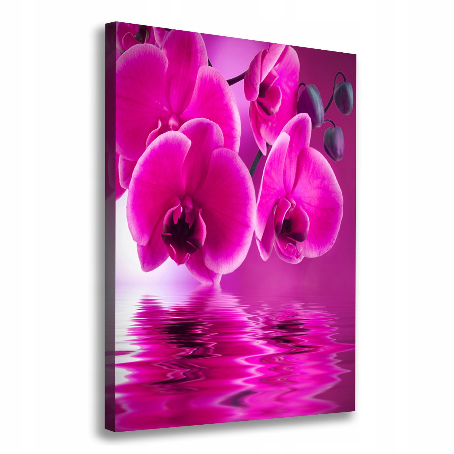 

Foto obraz na płótnie Różowa orchidea 70x100 cm