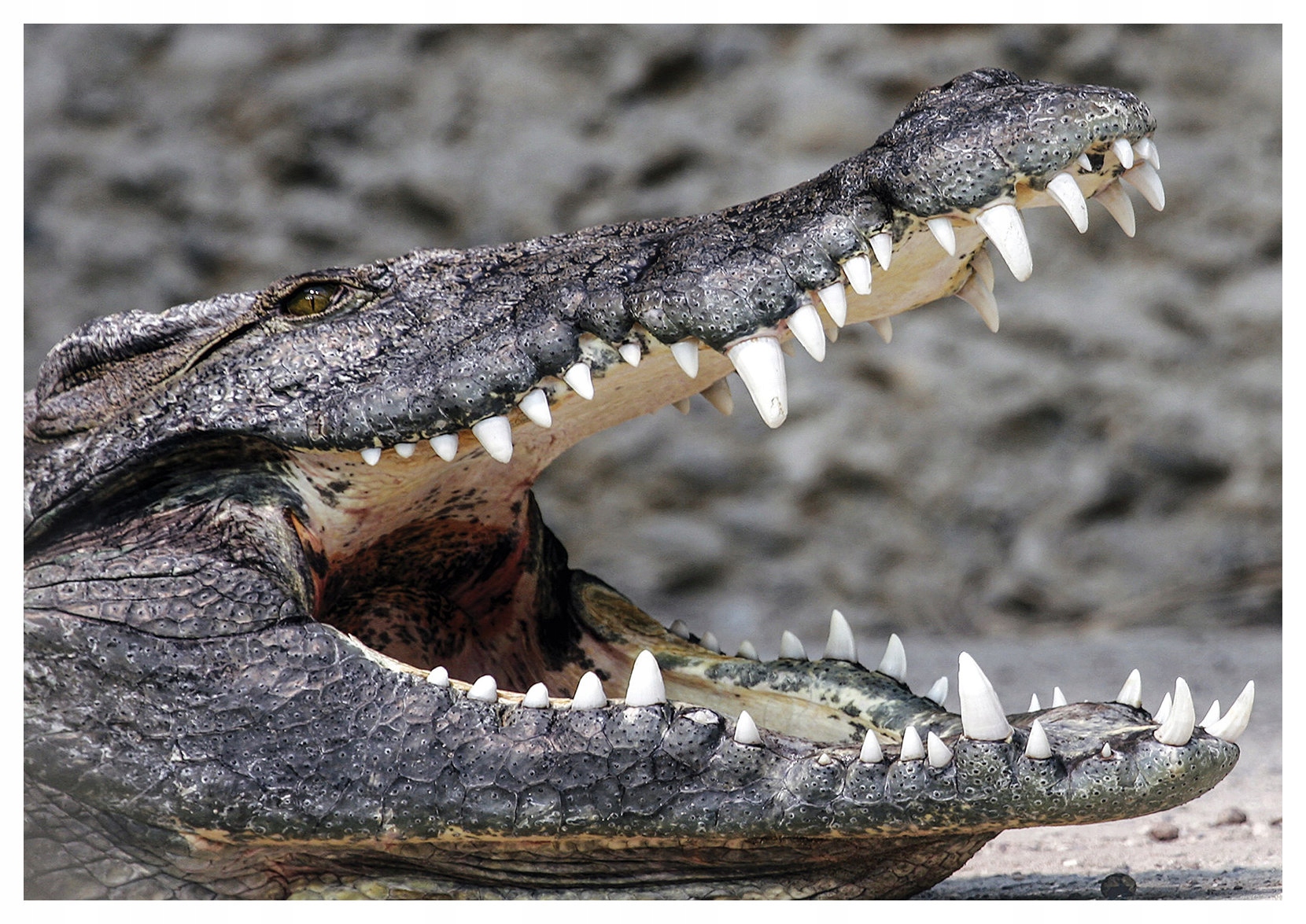 Fototapeta Krokodíl Sila a divokosť prírody na vašej stene 416x254 lepidlo