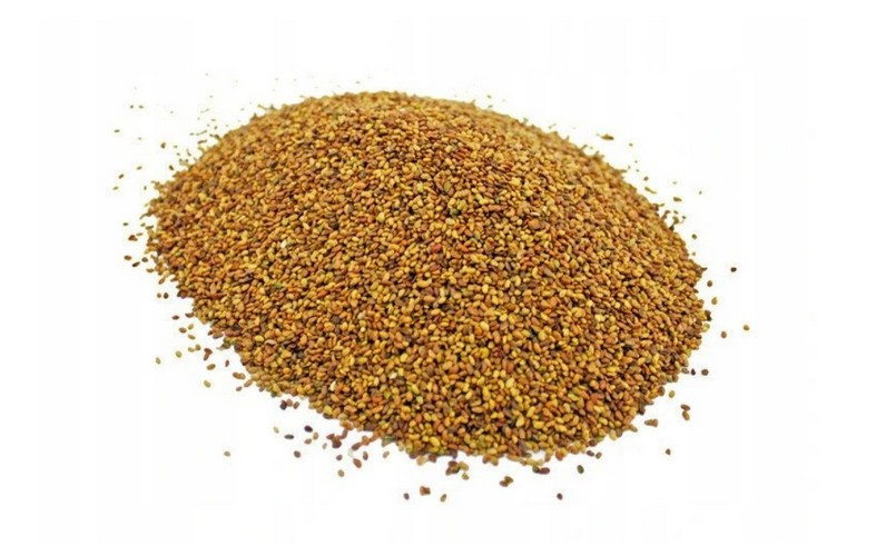 Lucerna Siewna Łąka Nasiona Pasza KWALIFIKOWANA1KG