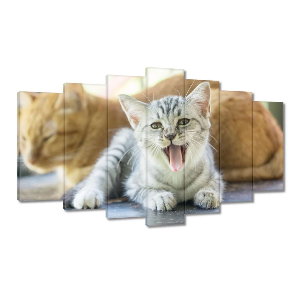 Obrazy 140x80 Kočka Kotě Kočky