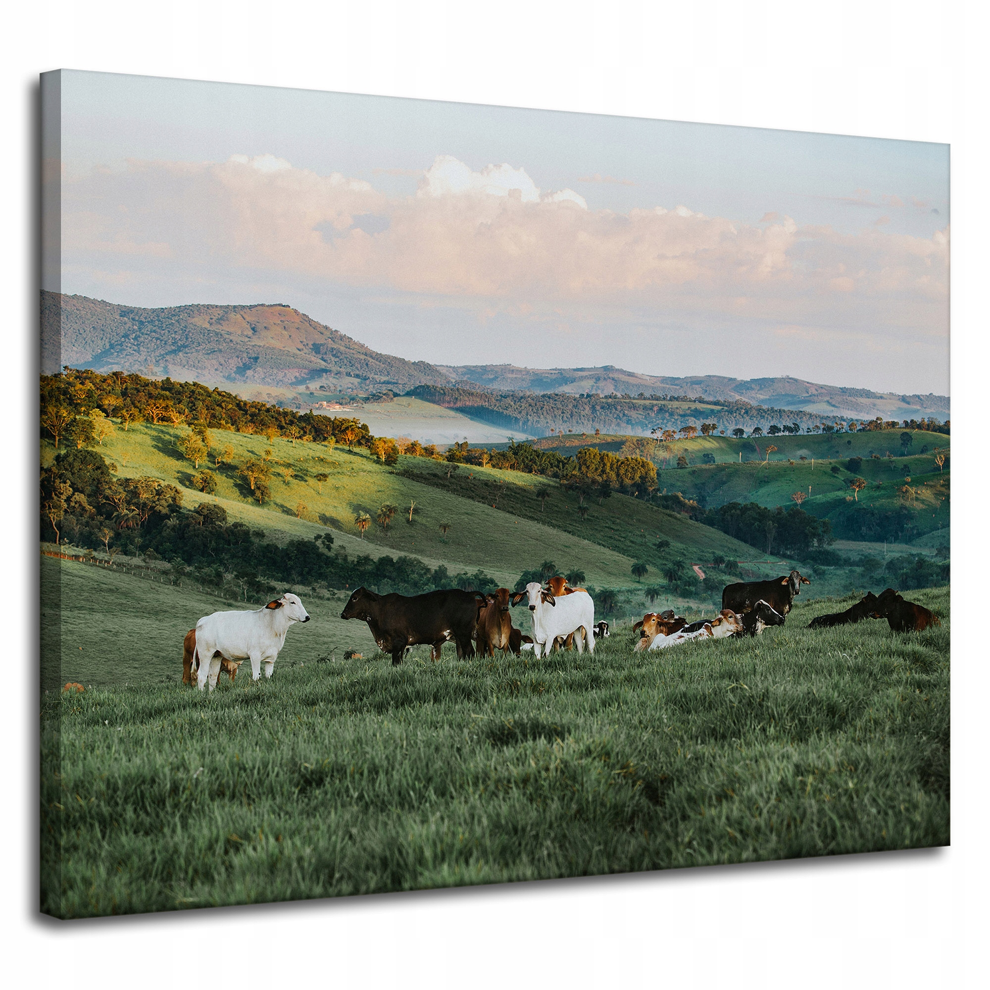 Obraz Canvas Natura Pastvina Horské ovce 100x80