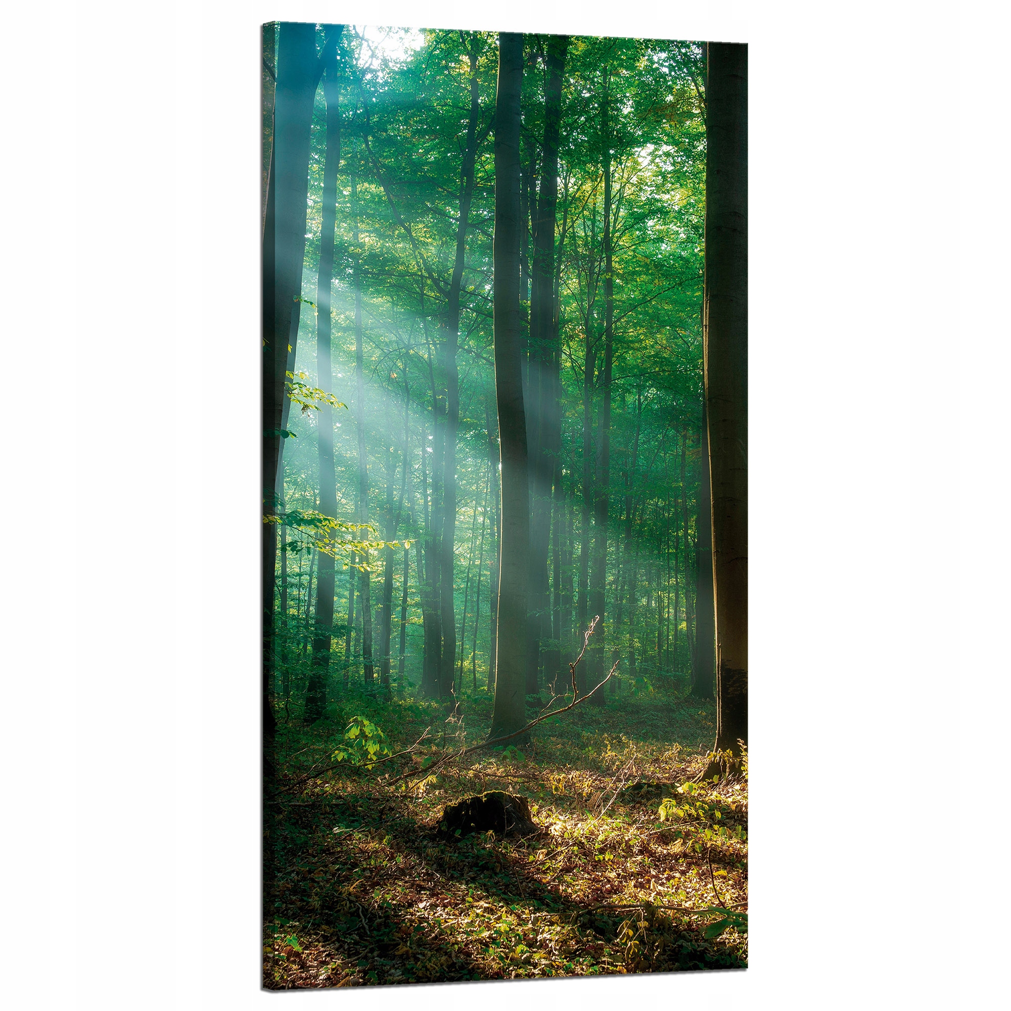 Obraz na plátně Les Stromy Sluneční paprsky 60x120 cm