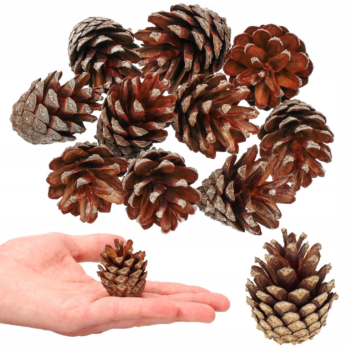 

Szyszki Sosnowe Naturalne Małe Susz 3-5cm Stroik