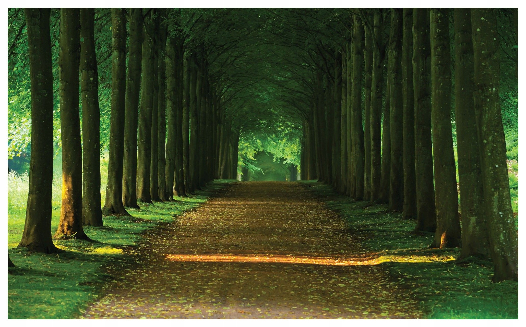 Fototapeta Lesná aleja Perspektíva pokoja vinylová 254x184 lepidlo