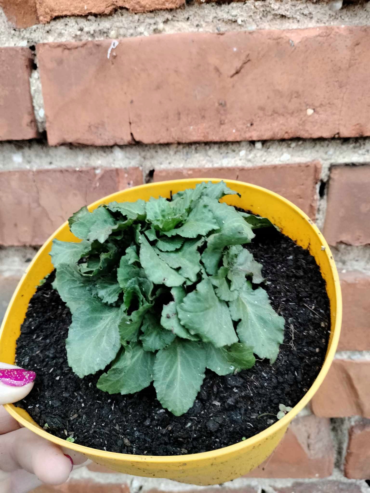 Lobelia okazała 'Starship Blue' Lobella x speciosa poj.2l Nazwa łacińska inna