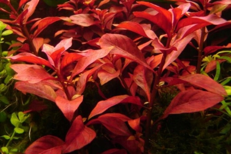 Ludwigia Repens Red-красивые саженцы (emers.)