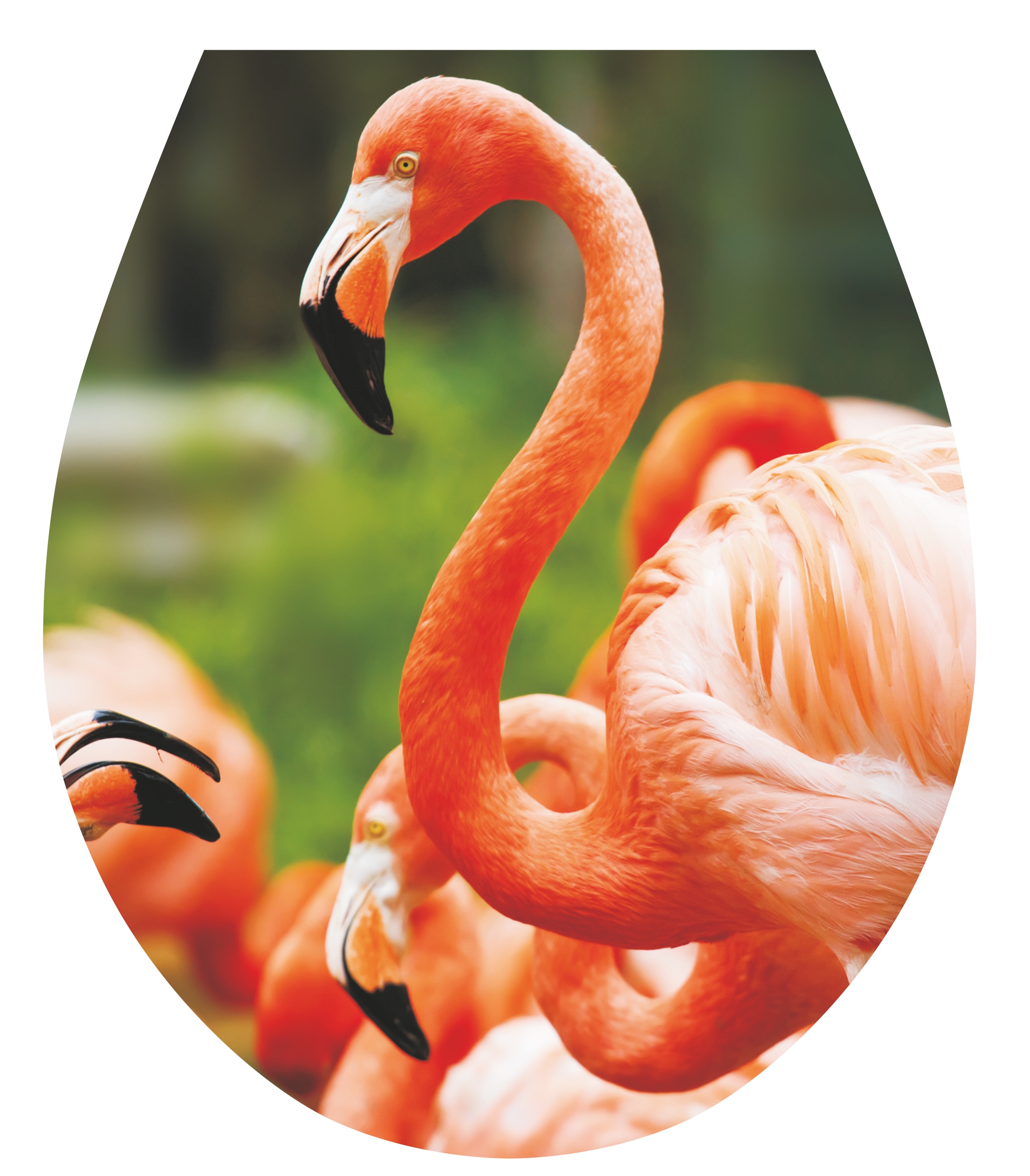 

Naklejka 3D Na Deskę Sedesową "flamingi"