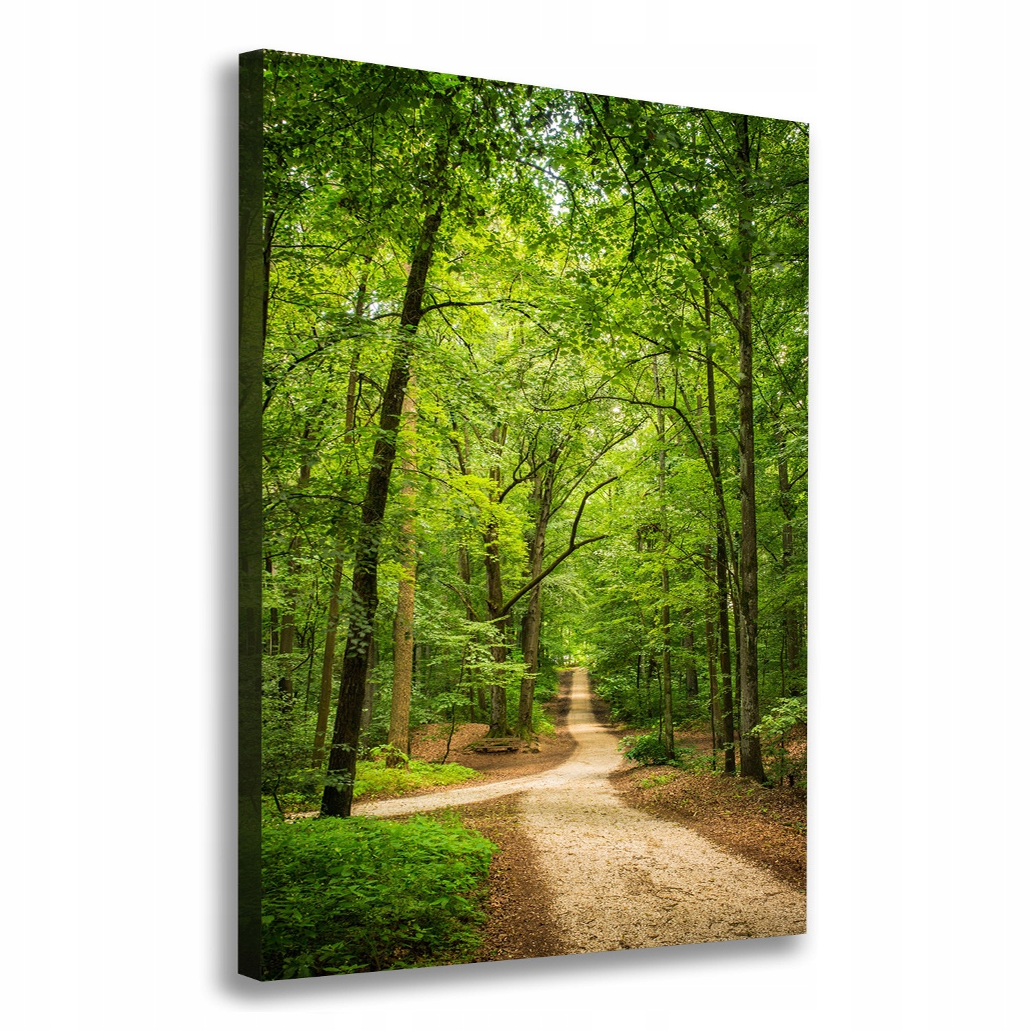 

Foto obraz na płótnie Ścieżka w lesie 70x100 cm