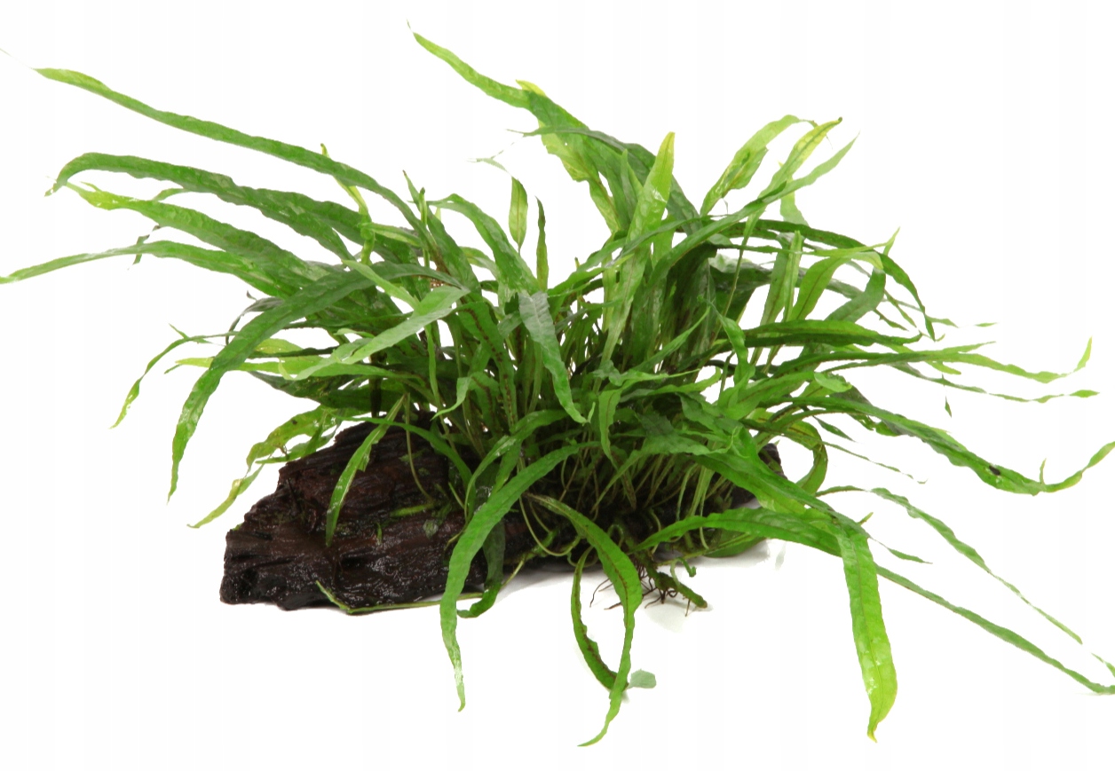 Microsorum pteropus Narrow na korzeniu - TROPICA