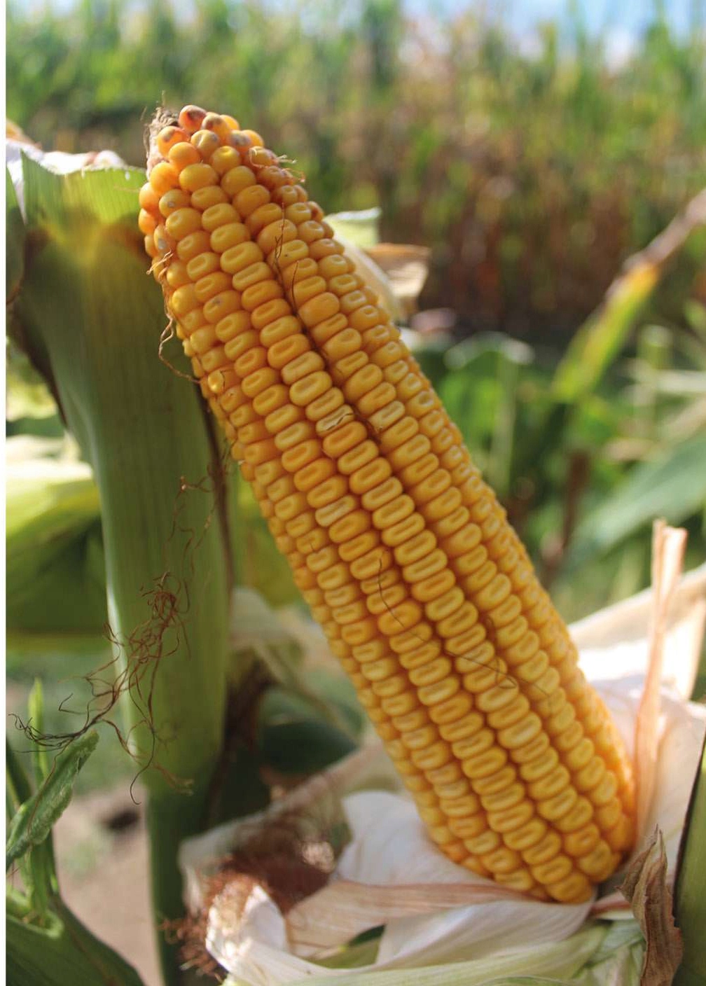 Semena kukuřice Kukuřice Cs Arbori 50 tisíc Fao 240-250 Z