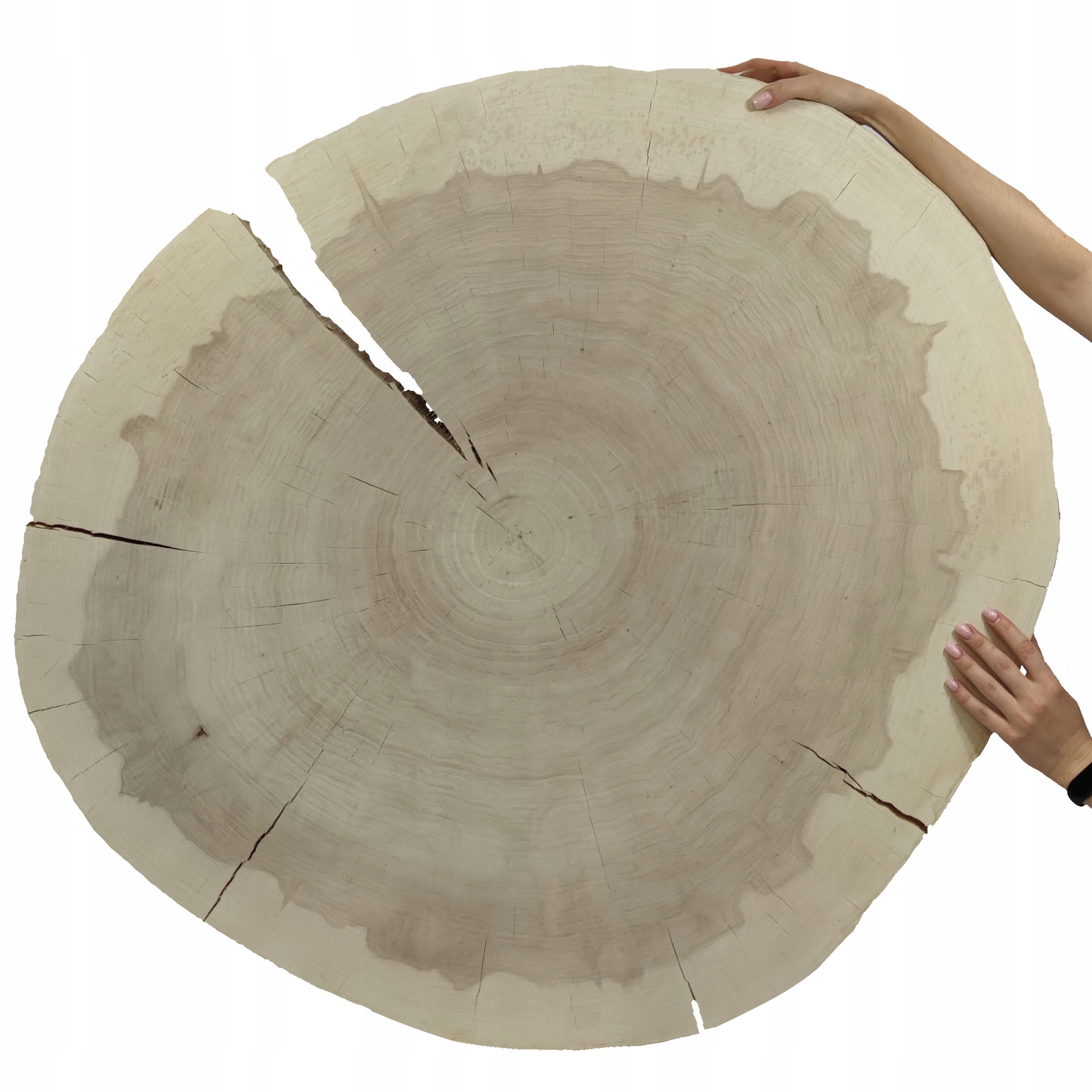 Dřevěný plát topol dřevěná deska na konferenční stolek Topola Unikát 145011