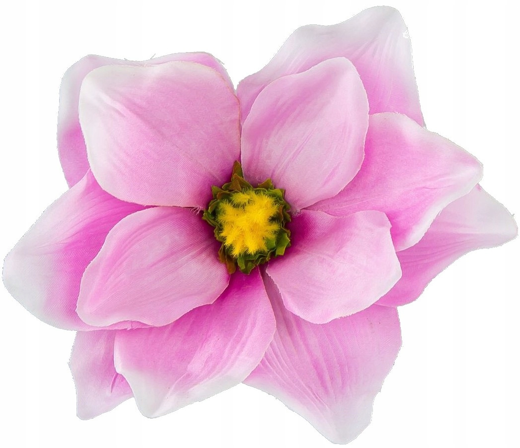 

Magnolia duża główka kwiatowa Akc-1
