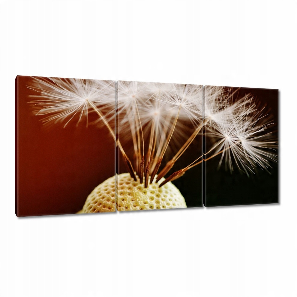 

Obrazy 120x60 Dmuchawiec Kwiat Kwiatki