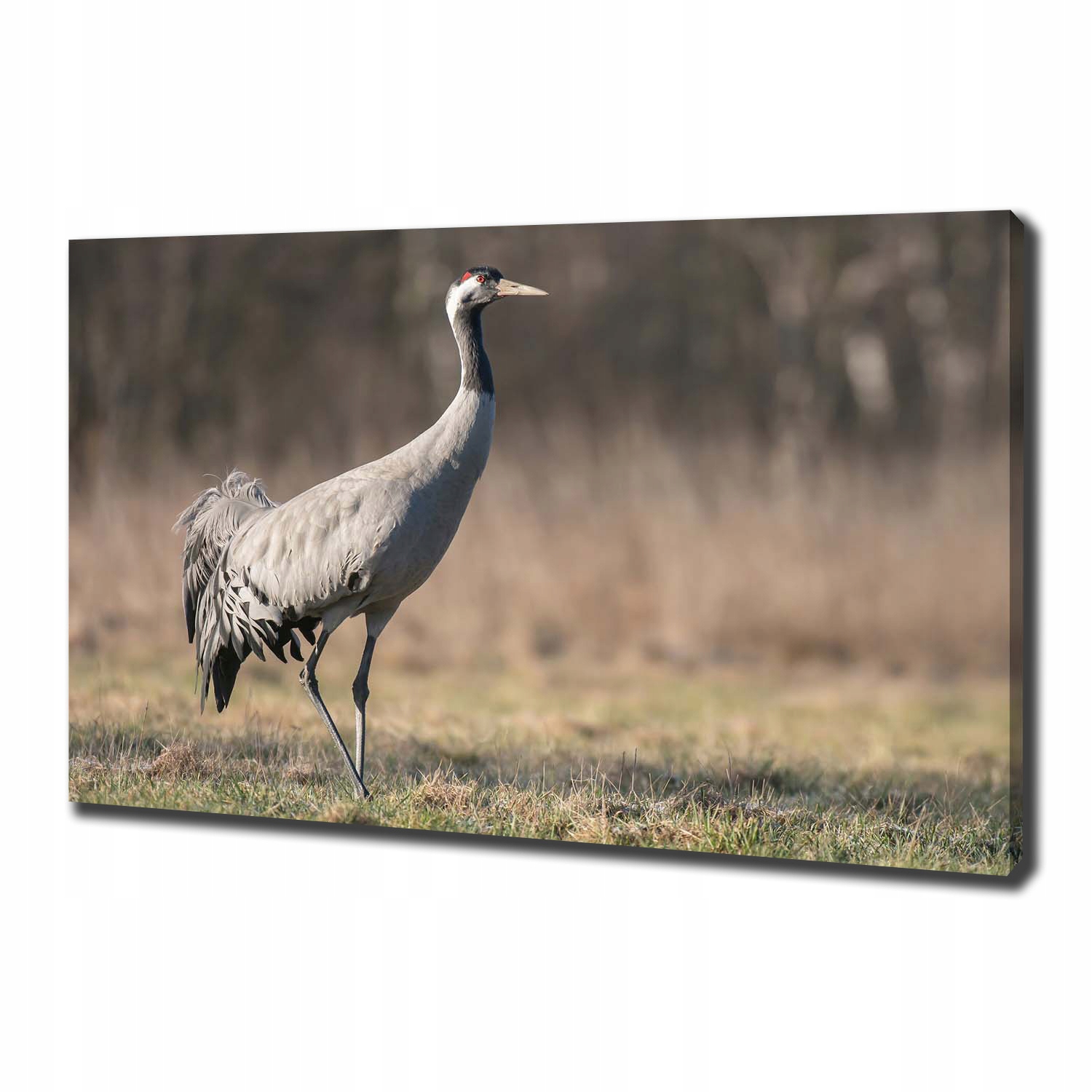 

Duży foto obraz na ścianę canvas Żuraw 100x70 cm