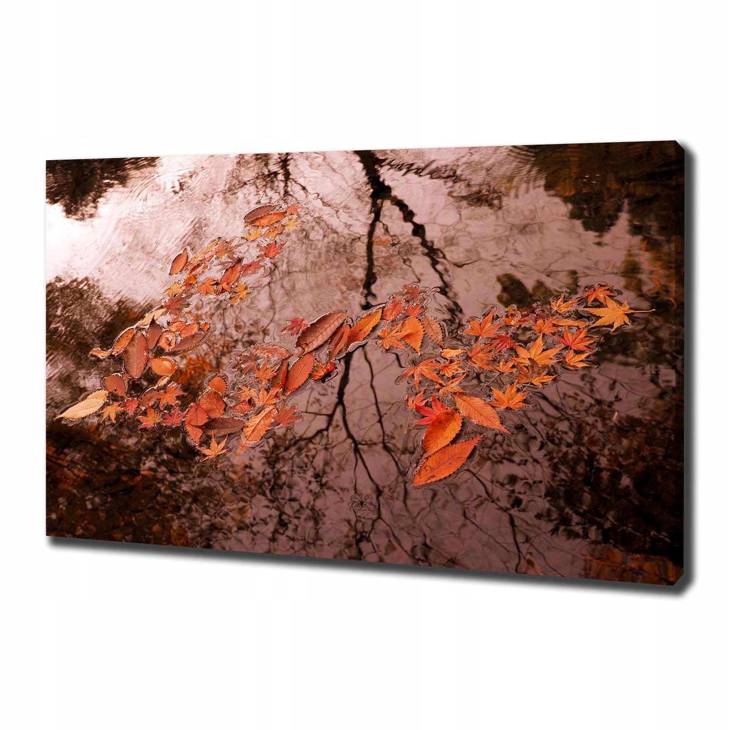 

Foto obraz na płótnie Liście na wodzie 100x70 cm