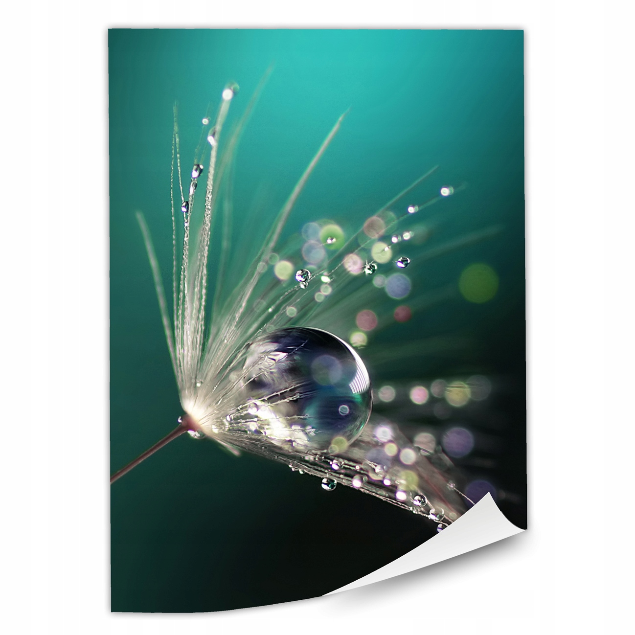 

1x Plakat Krople Rosy 50x70