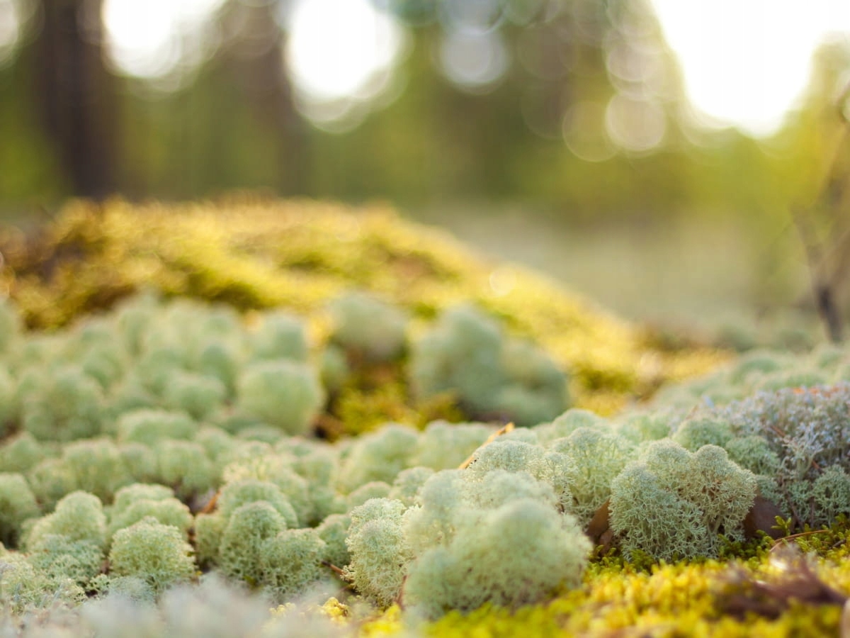 MECH CHROBOTEK W DONICZCE Wysokość produktu 20 cm