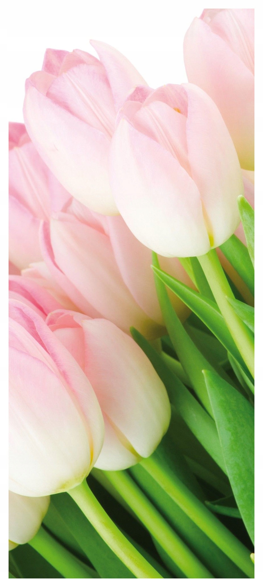 Samolepka Tapeta Tulipány jemná Kvetoucí v Rosie Pole Inspirace 91x211