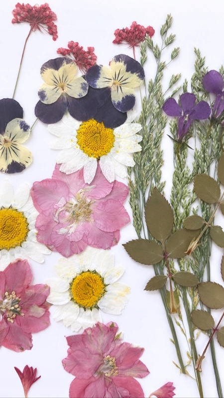 

Kwiaty suszone na płasko Zestaw 5 Miła Odmiana