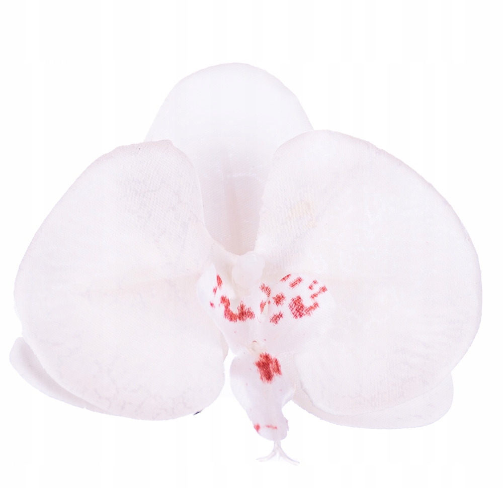 Storczyk orchidea główka kwiatowa kremowa