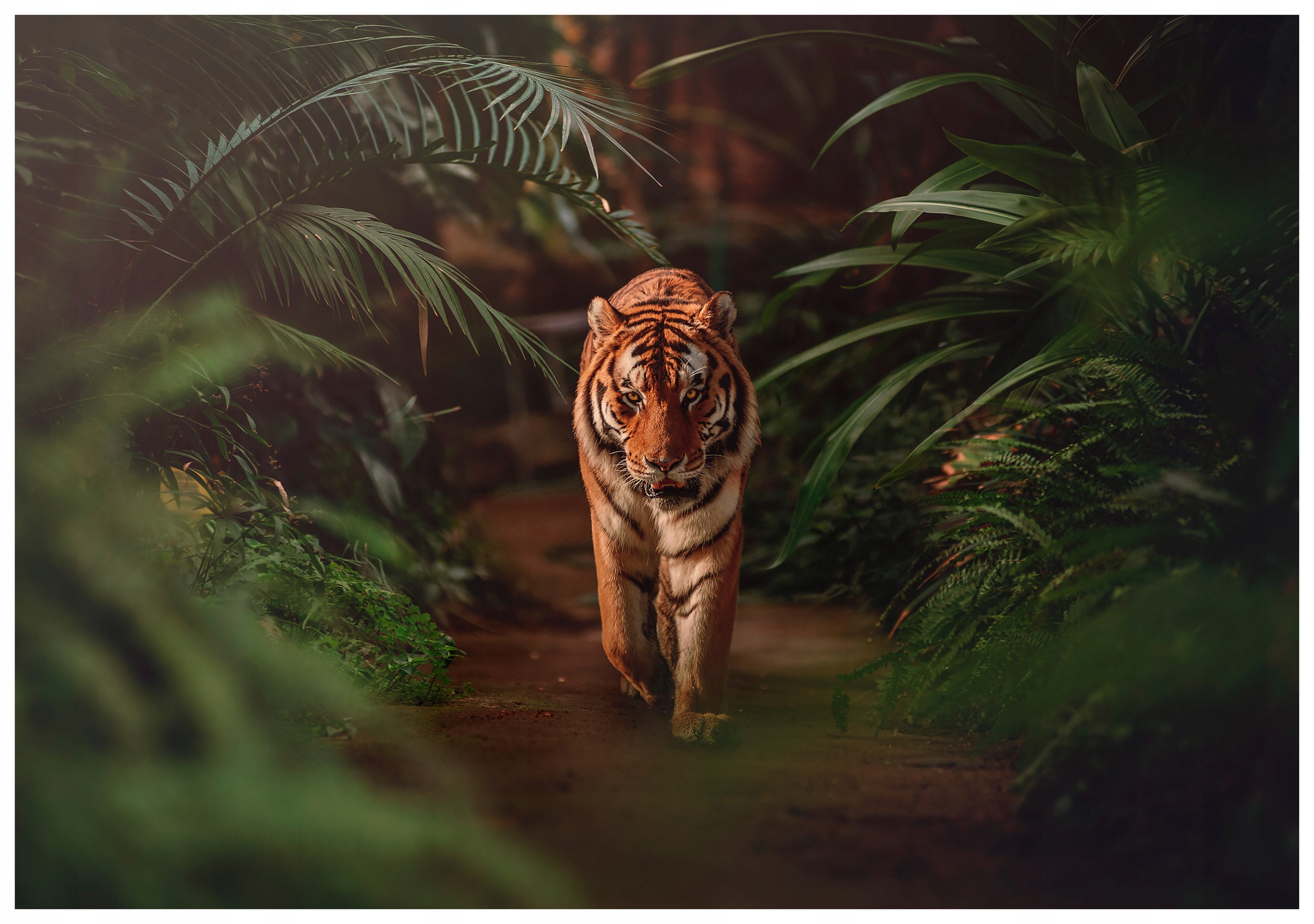 Vliesová fototapeta Tiger v trópoch džungle 312x219 lepidlo