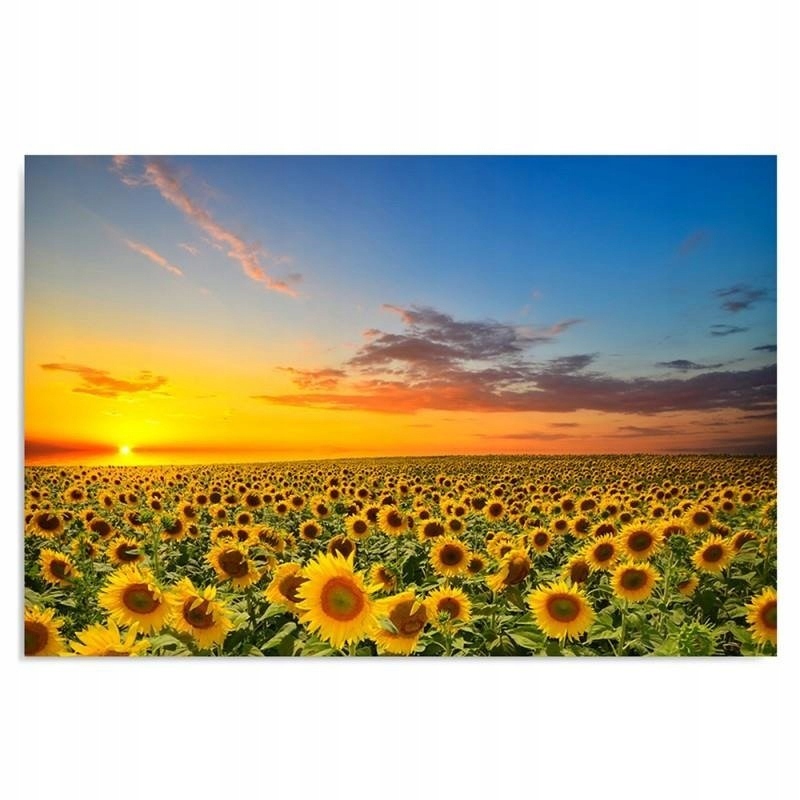 FOTO-Obraz Plátno Slunečnice krajina 100x70
