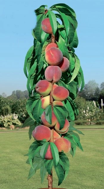 Nektaryna kolumnowa SAMOPYLNA 1235