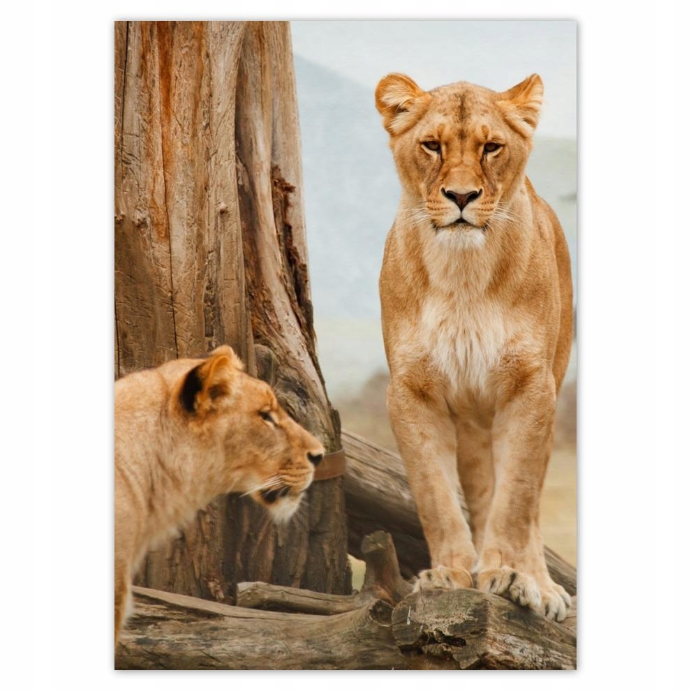 

Plakaty 50x70 Lwice w Afryce