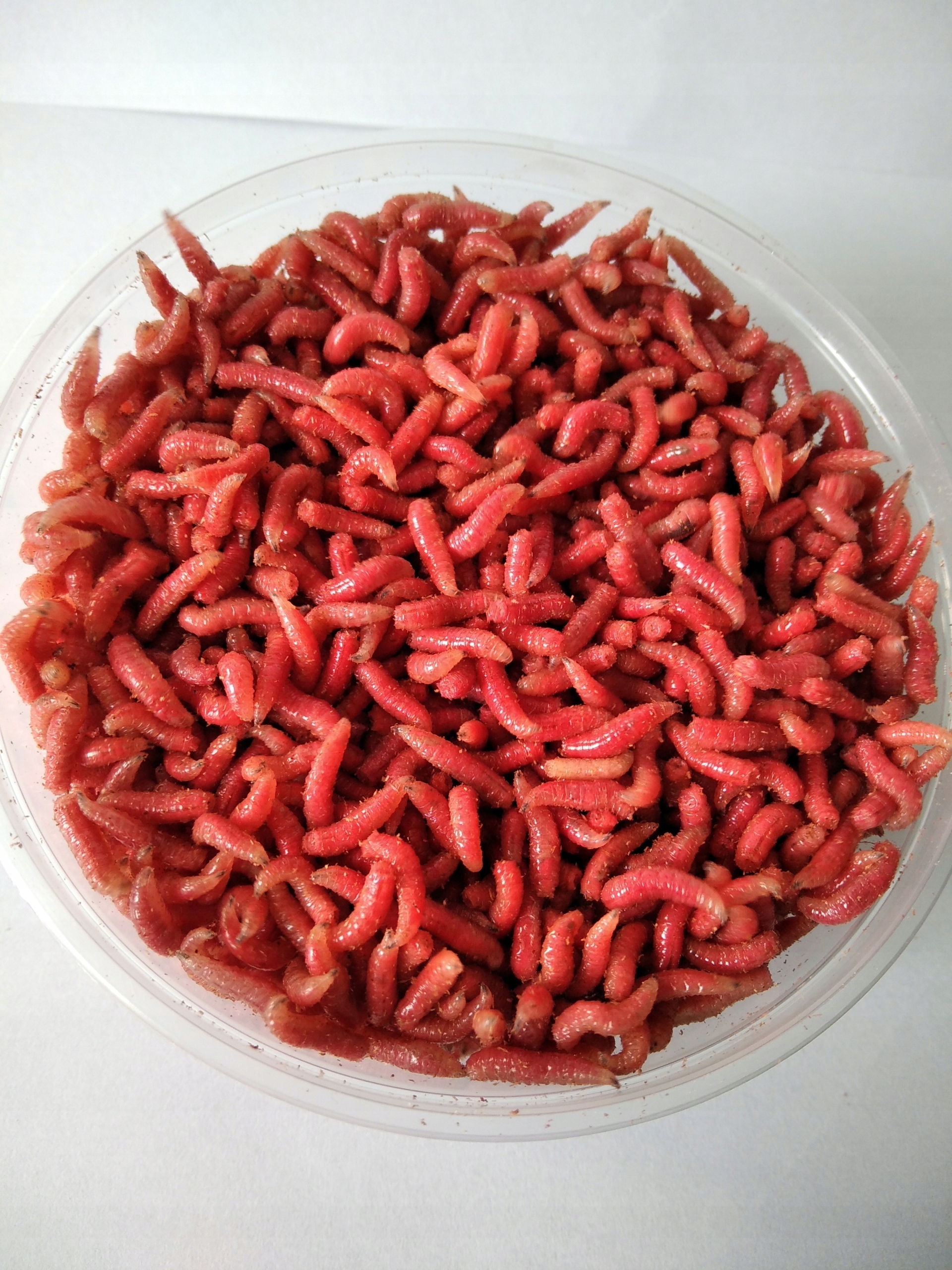 Robak Pinka Bordo Op. 200 ml