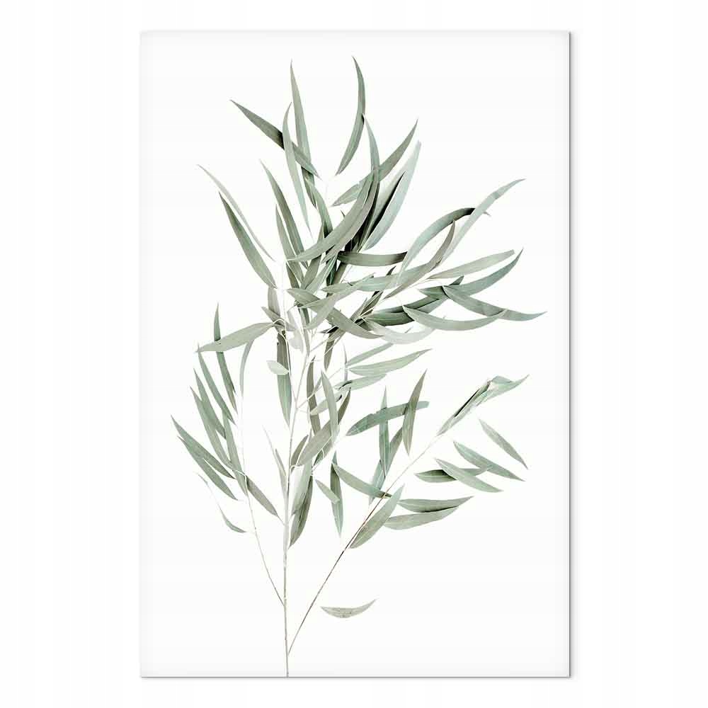 Obraz na plátně canvas Příroda Rostlina List Eukalyptus Nicholie 80x120 cm
