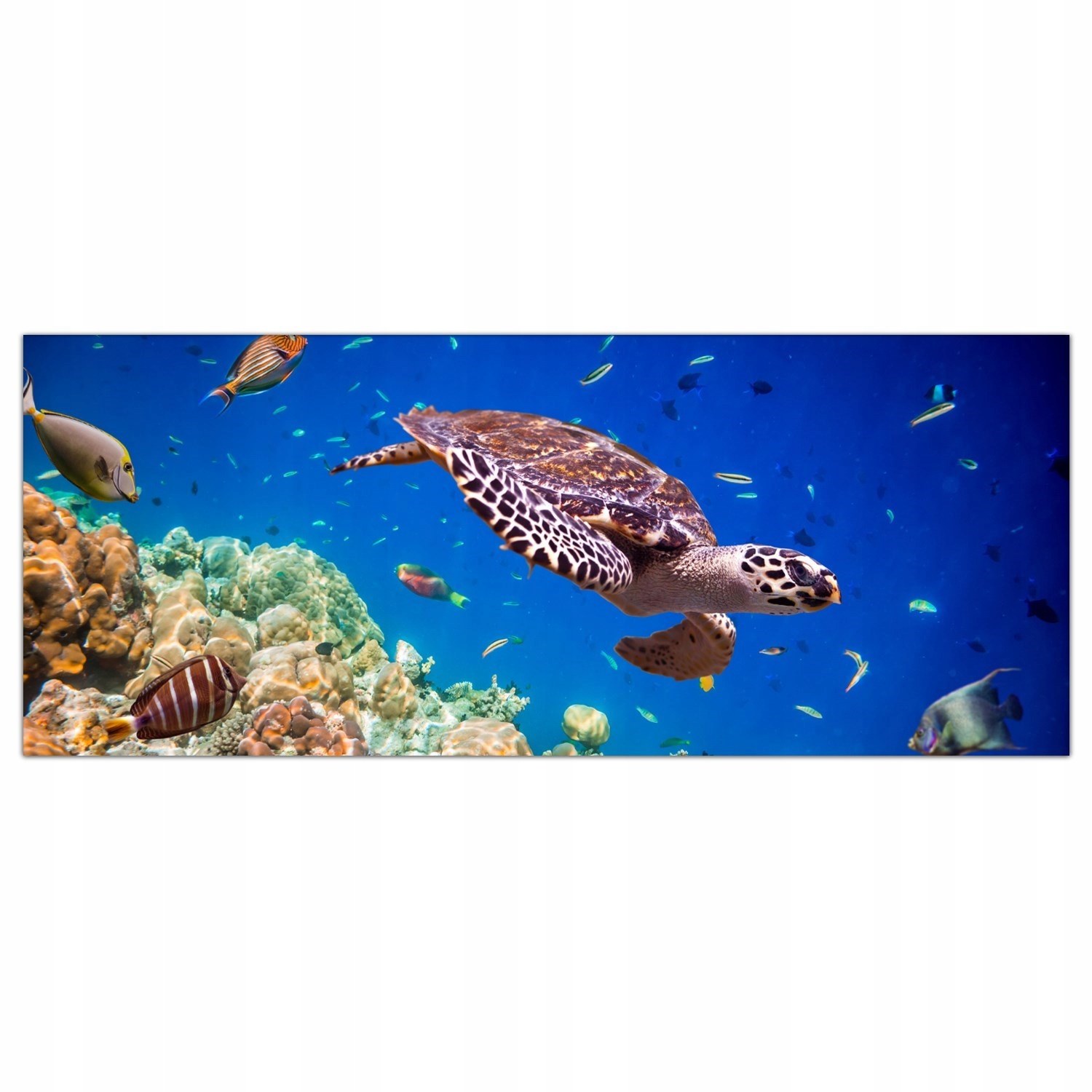 Podvodní život Voda 125x50 Kuchyňské skleněné panely