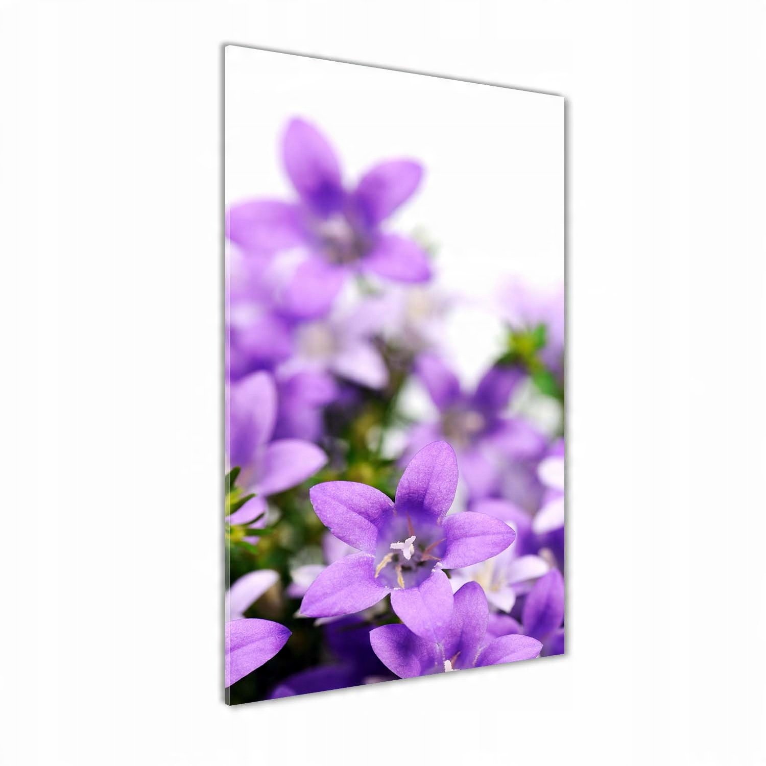

Foto obraz na szkle Fioletowe dzwonki 50x100 cm