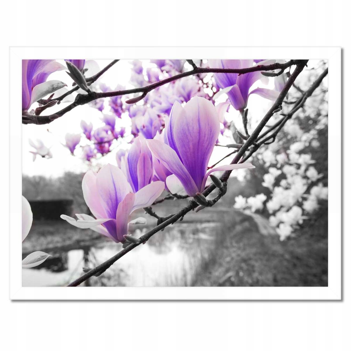 Plakáty v rámu 40x30 Magnolie Květiny