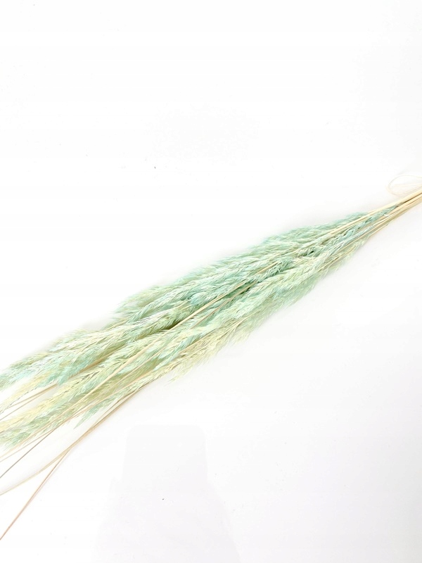 

Mini trawka miętowa suszone kwiaty Miła Odmiana