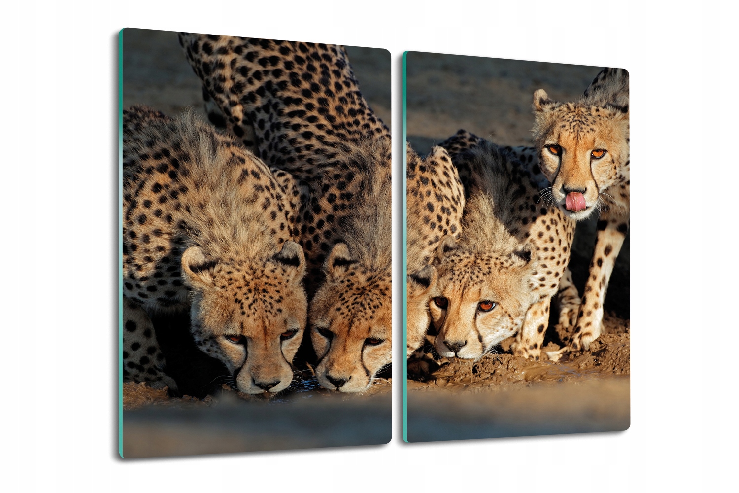 deska s potiskem 2x30x52 Gepard u vody