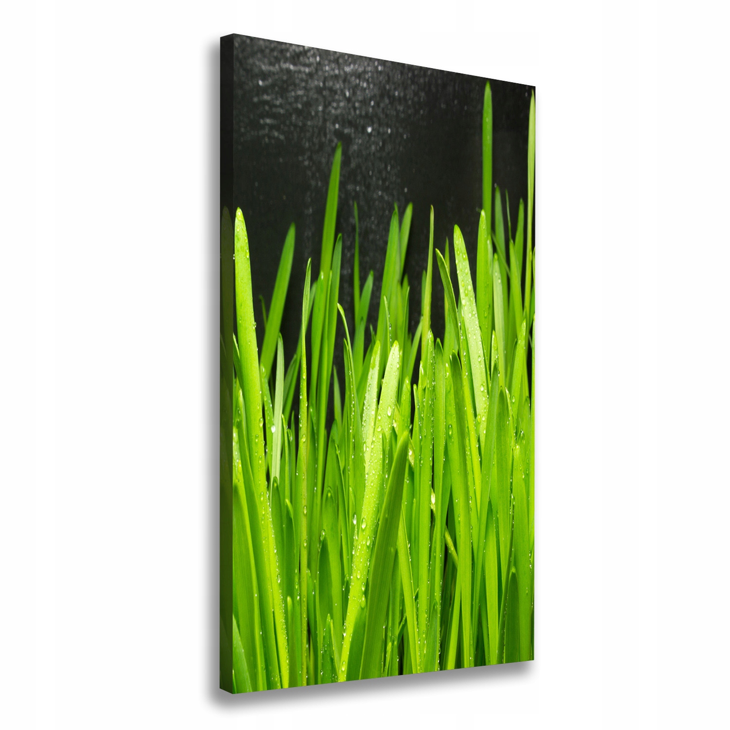 

Foto obraz canvas do salonu Źdźbła trawy 70x140