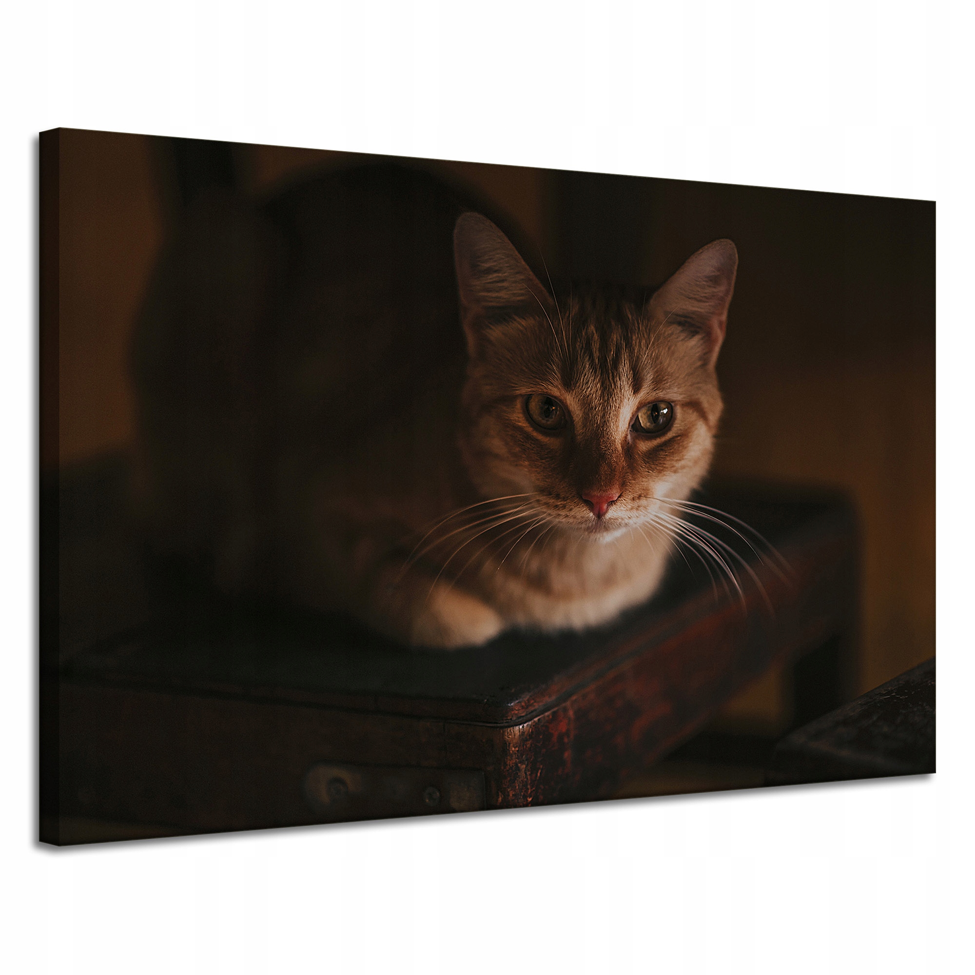 Obraz Canvas Zvířata Rudá kočka v košíku 120x80